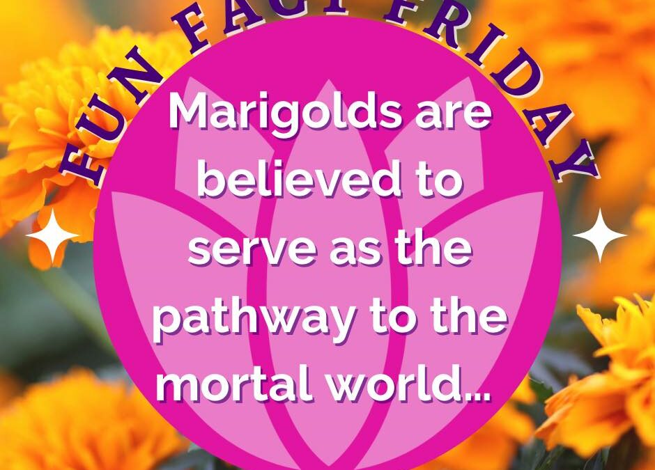 Fun Fact Friday